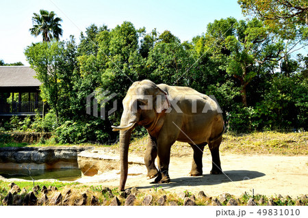 ヨコハマズーラシア動物園インドゾウ ヨコハマズーラシア動物園インドゾウ 49831010