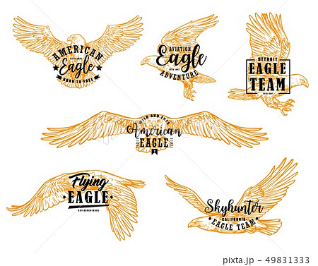 Eagle Hawk Or Falcon Birds With Letteringsのイラスト素材