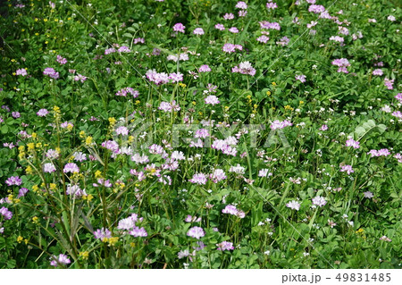 ゲンゲ (レンゲ) ゲンゲ (レンゲ) 49831485