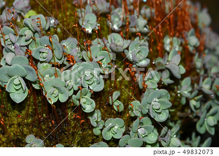 ヒダカミセバヤの芽だし ヒダカミセバヤの芽だし 49832073