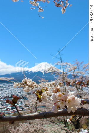 新倉山から望む桜越しの富士山と雪の富士吉田市 新倉山から望む桜越しの富士山と雪の富士吉田市 49832514