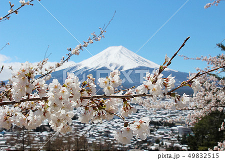 新倉山から望む桜越しの富士山と雪の富士吉田市 新倉山から望む桜越しの富士山と雪の富士吉田市 49832515