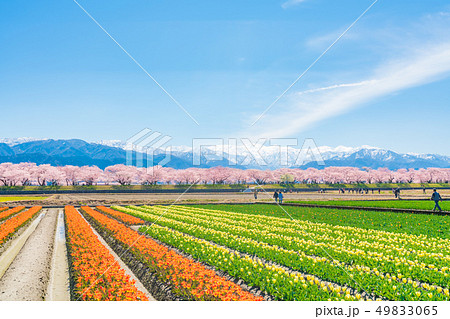 日本の春　富山県 舟川べり チューリップと桜並木 49833065