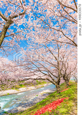 日本の春 富山県 舟川べり チューリップと桜並木 日本の春 富山県 舟川べり チューリップと桜並木 49833070