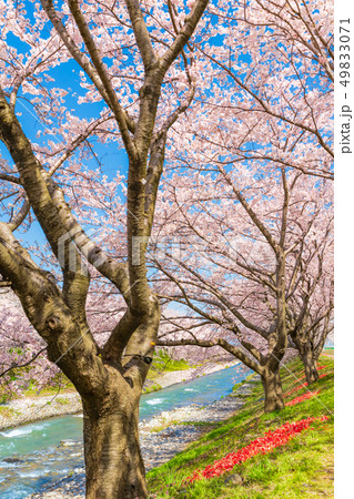 日本の春　富山県 舟川べり チューリップと桜並木 49833071