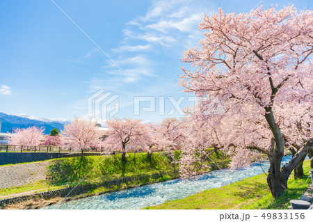 日本の春　富山県 舟川べり 清流沿いの桜並木 49833156