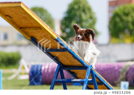 Papillon on the teeter-totter on dog agility sport competition 49833266