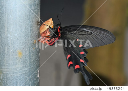 ジャコウアゲハの羽化 49833294