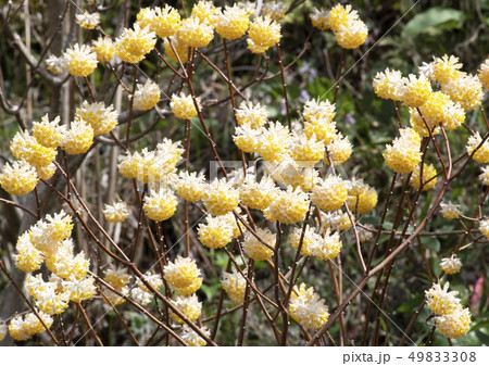 三俣の花 49833308