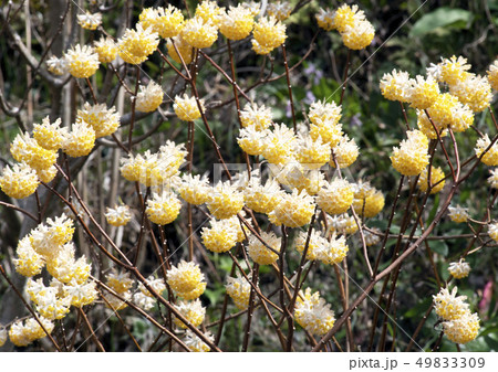 三俣の花 49833309