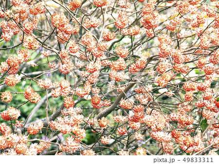 三俣の花 49833311