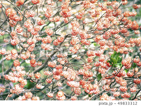 三俣の花 三俣の花 49833312