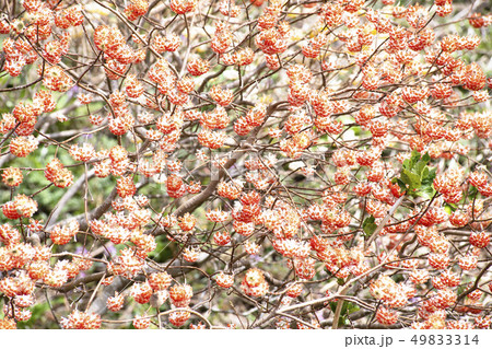 三俣の花 49833314