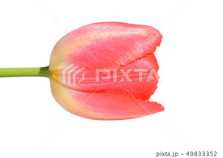 チューリップの花のアップ 白背景の写真素材
