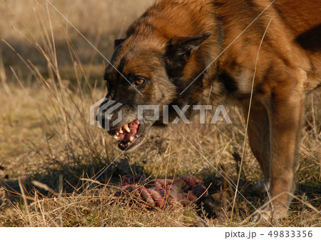 aggressive belgian shepherd 49833356