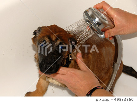 puppy in bathroom 49833360