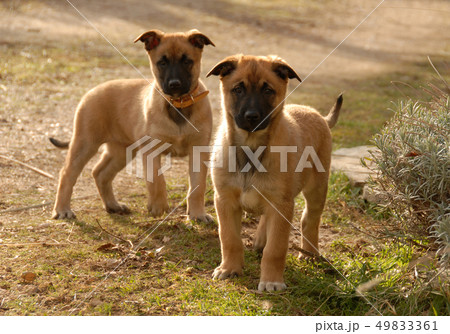 two puppies malinois 49833361