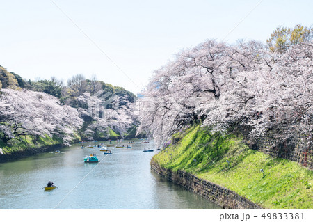 東京都 千鳥ヶ淵 満開の桜 東京都 千鳥ヶ淵 満開の桜 49833381