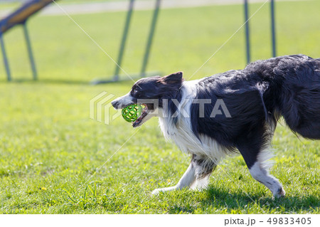 Border collie having fun playing with rubber ball and running on green field Border collie having fun playing with rubber ball and running on green field 49833405
