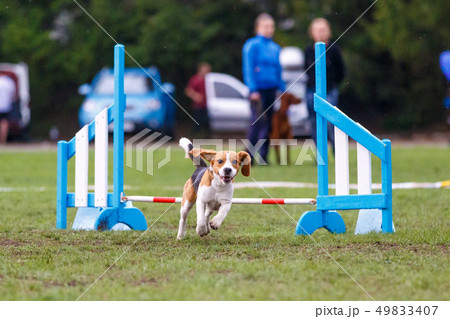 Small cute dog jumping over the obstacle on dog agility sport competition 49833407
