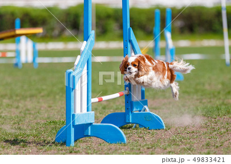 Small dog jumping over an obstacle on its course in dog agility sport competition Small dog jumping over an obstacle on its course in dog agility sport competition 49833421