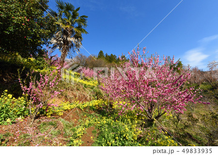 花見山公園 花見山公園 49833935