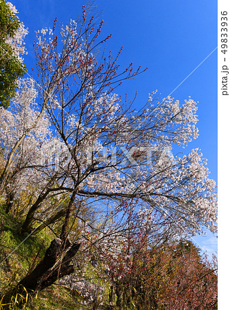 花見山公園 花見山公園 49833936