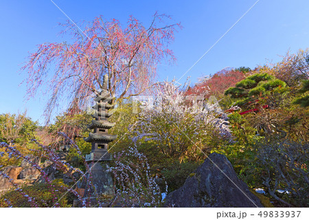 花見山公園 49833937