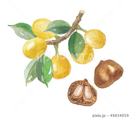 マルーラ マルラのイラスト素材