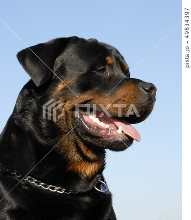 Rottweilerの写真素材