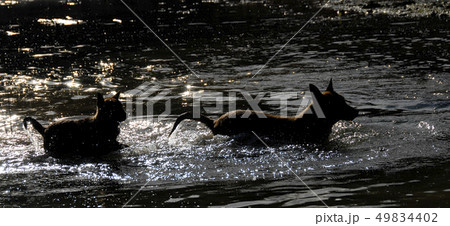 dogs in water 49834402