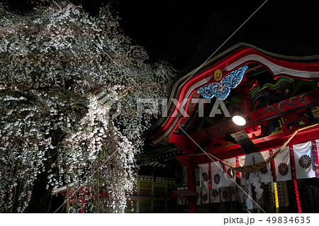 小川諏訪神社のしだれ桜 49834635