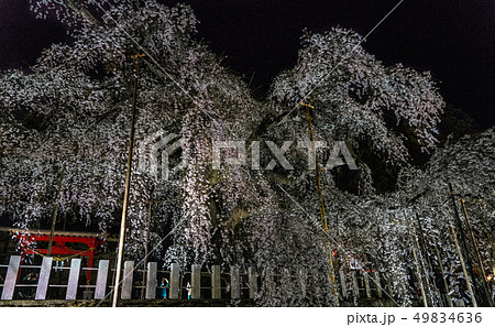 小川諏訪神社のしだれ桜 小川諏訪神社のしだれ桜 49834636