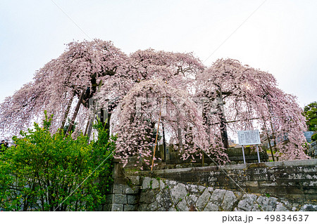 日輪寺のしだれ桜 日輪寺のしだれ桜 49834637