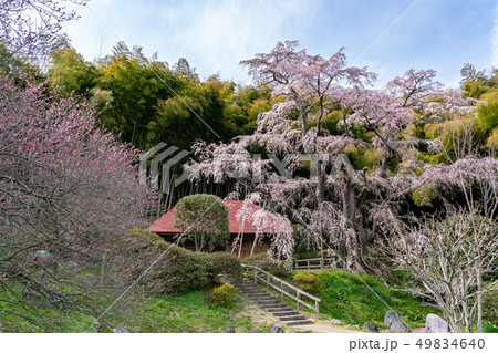 雪村庵の桜 49834640