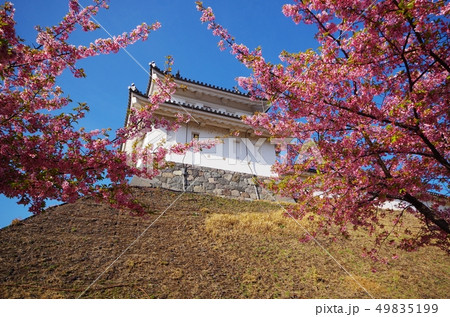 宇都宮城と河津桜 49835199