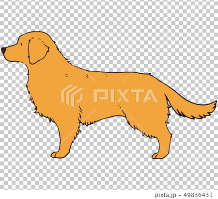 Golden Retriever Dark Gold Stock Illustration