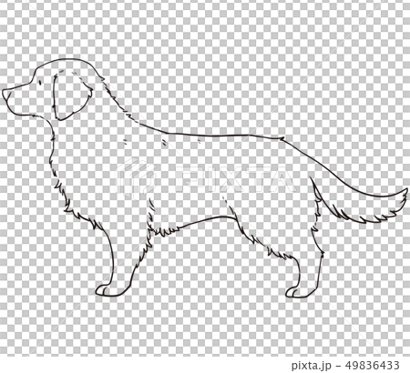 ゴールデンレトリーバー　線画 49836433