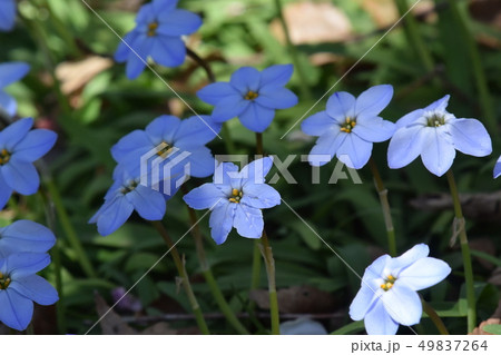 ハナニラ 49837264