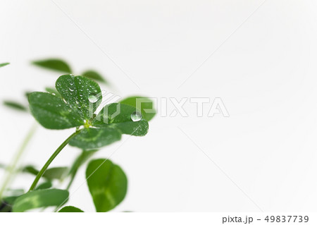 四つ葉のクローバーと水滴 49837739