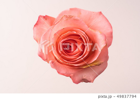 top and close up view of pink rose on pink 49837794