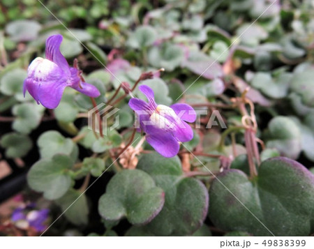 シンバラリア　パリダ 49838399