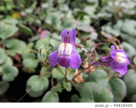 シンバラリア　パリダ 49838406