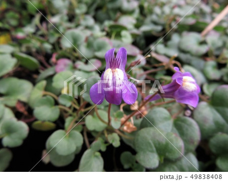 シンバラリア　パリダ 49838408