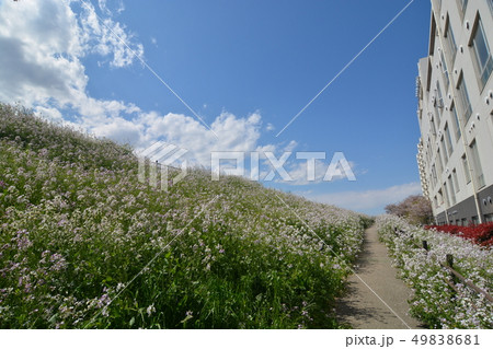 多摩川土手 多摩川土手 49838681