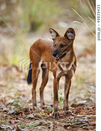 Closview, wild dog, Tadoba, Maharashtra, India. Closview, wild dog, Tadoba, Maharashtra, India. 49839435