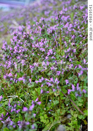 ホトケノザの群生 49839541