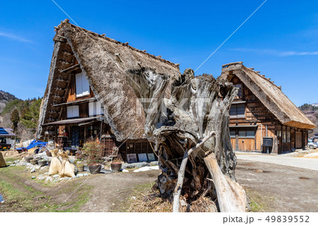 古木と茅葺き屋根 白川郷 古木と茅葺き屋根 白川郷 49839552