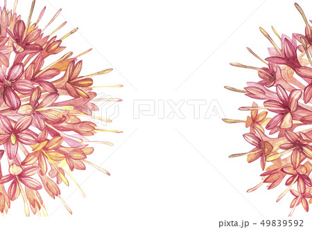 Pink flowers Gambier extracts plants watercolor botanical illustrations. 49839592