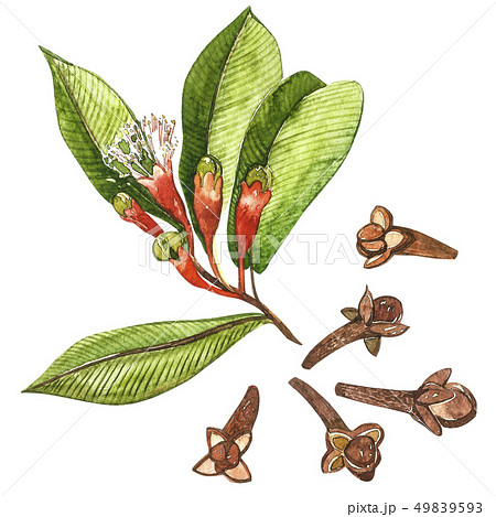 Dried Cloves botanical illustration of flowers and leaves. Collection of tonic and spicy plants 49839593